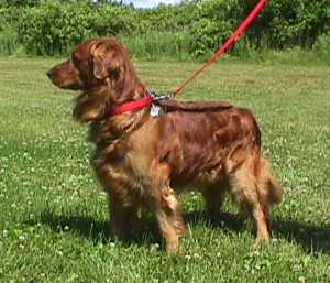 Scooper Doggie